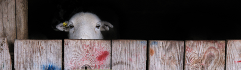 Sheep beind fence