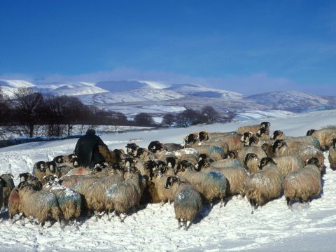 Winter feeding