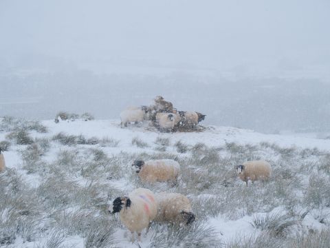 Sheep in snow