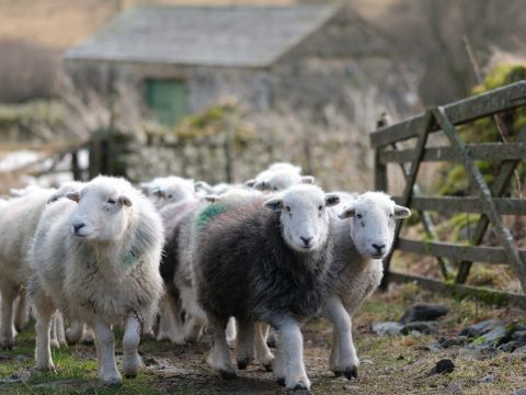 Sheep walking