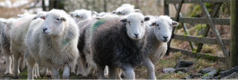Walking sheep cropped