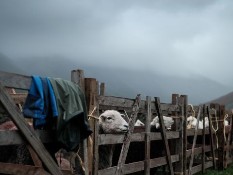 Sheep looking through fence