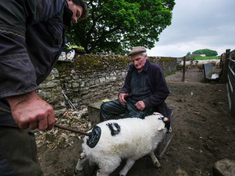 Sheep being branded